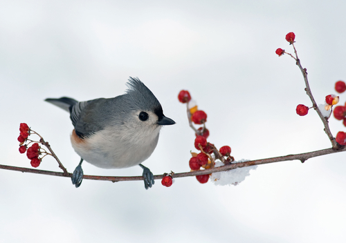 Vogel_winter