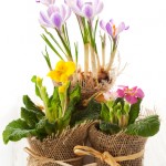 Bloembollen jute