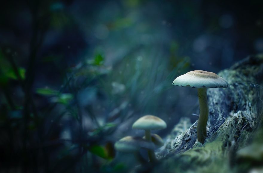 Deze materialen zijn beter bestand tegen schimmels in huis