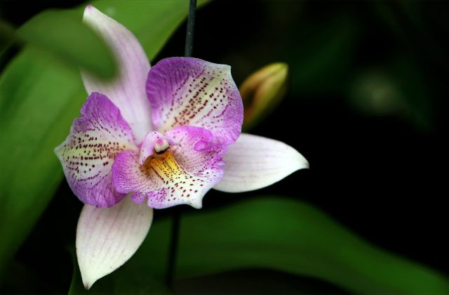 De magische orchidee: een betovering voor iedere woning
