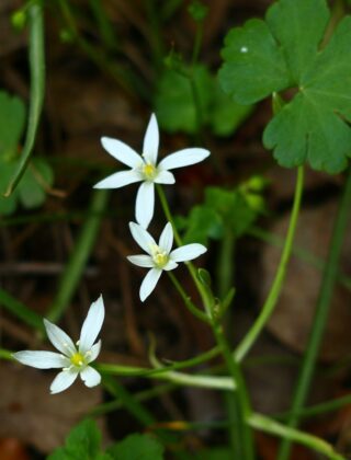 Witte stervormige bloemen van vogelmelk in het voorjaar