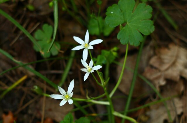 Witte stervormige bloemen van vogelmelk in het voorjaar