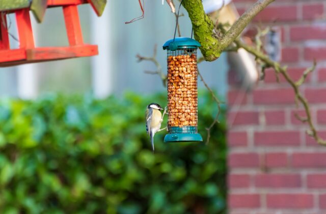 Koolmees op een tak in een herfsttuin