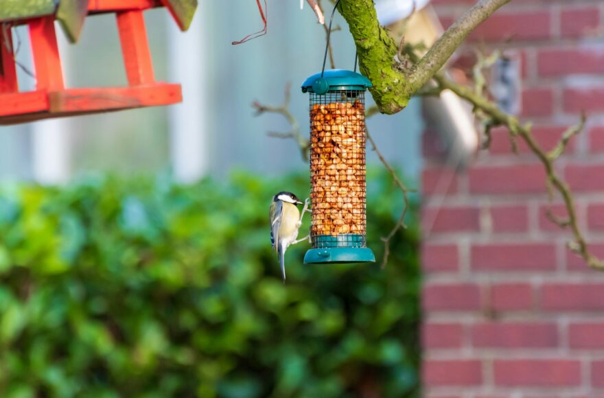 Koolmees op een tak in een herfsttuin