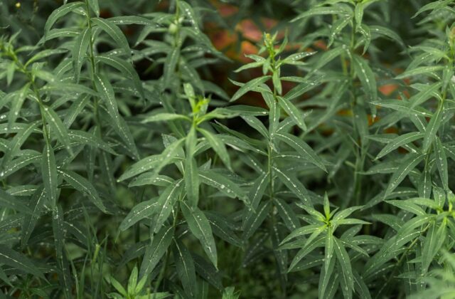 Alsemambrosia met fijn geveerd blad in een tuin