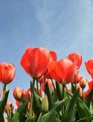 Tulpenbollen worden in het najaar in een pot geplant