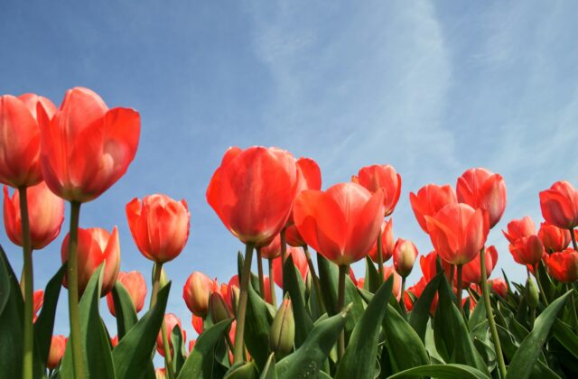 Tulpenbollen worden in het najaar in een pot geplant