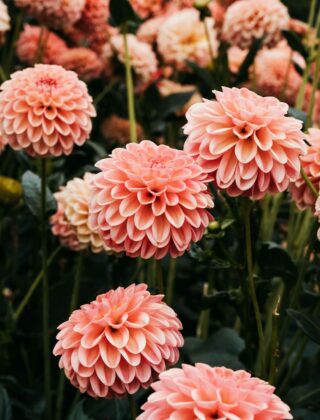 Dahlia's in een tuin met rijp op de bladeren na een koude nacht