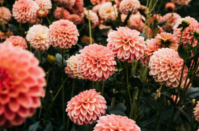 Dahlia's in een tuin met rijp op de bladeren na een koude nacht