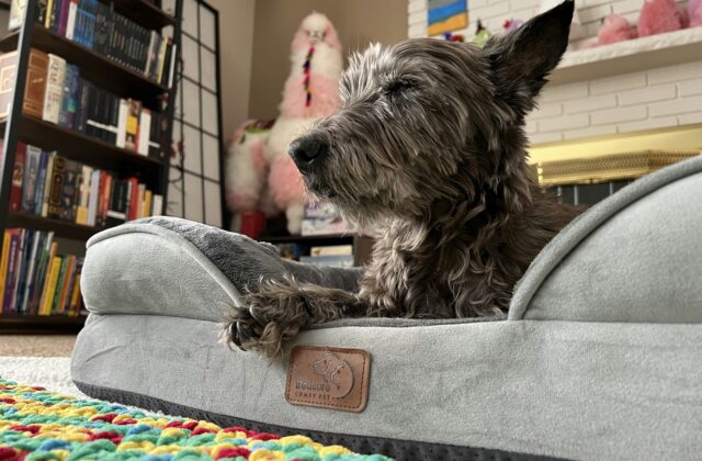 Hond ligt in een ronde mand van lichte stof naast de bank in een warme woonkamer