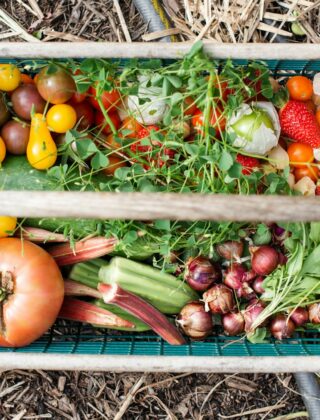 Moestuinbed in de herfst met pompoenen en een tuinhark