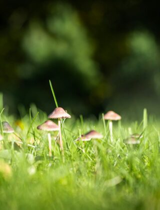 Groepje kleine bruine paddenstoelen tussen het gras van een gazon in de herfst