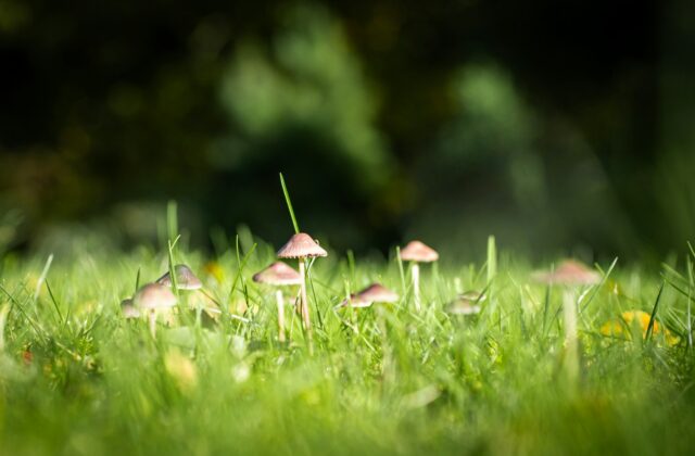 Groepje kleine bruine paddenstoelen tussen het gras van een gazon in de herfst