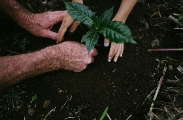 Jonge boom wordt in het najaar in de tuin geplant met een spade
