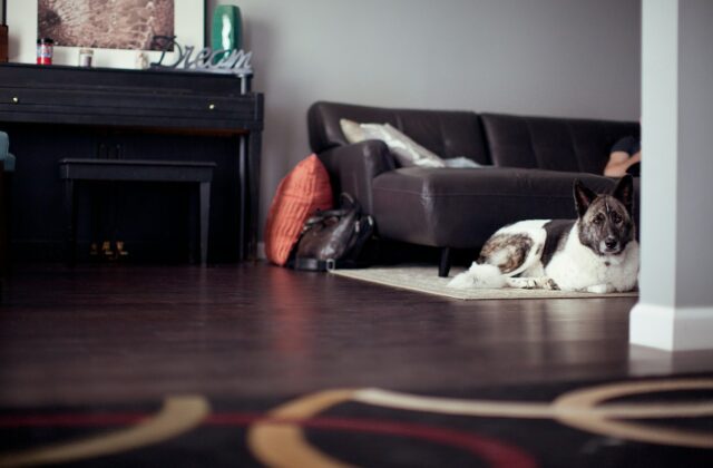 Een hond ligt op een wollen vloerkleed in een warme woonkamer